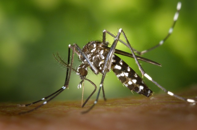 Preservação e Combate da Dengue em Condomínios